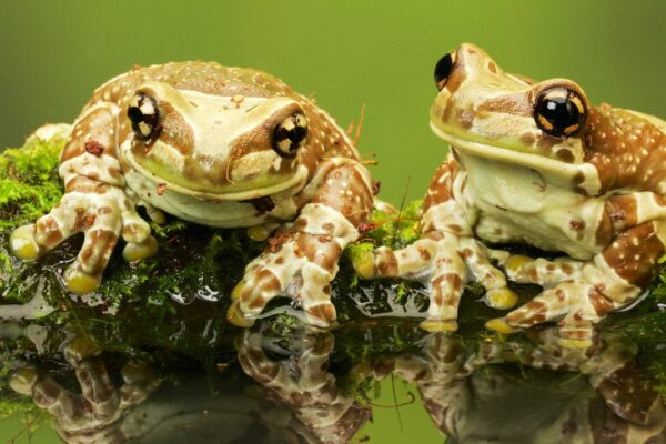 Frogs