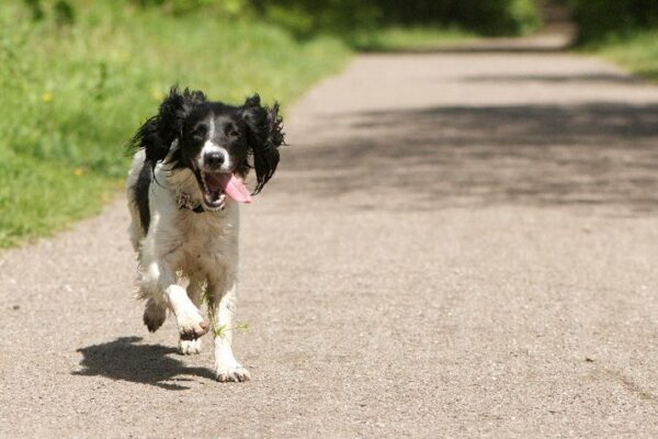 A dog running along the road