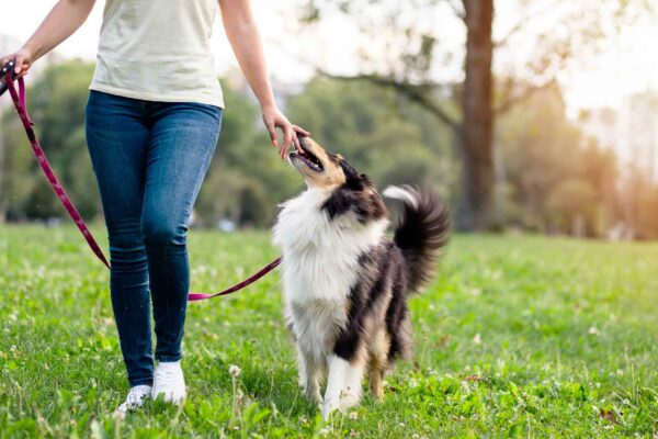 Dog on a lead