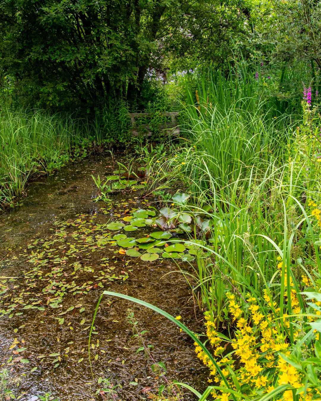Pond at Gilbert White's House and Gardens