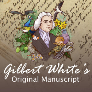 gilbert whites manuscript