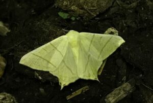 moth night 2017